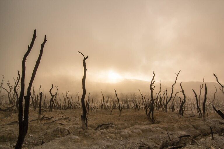 sepia photography of bare trees