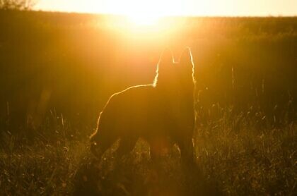 Hund an der Leine