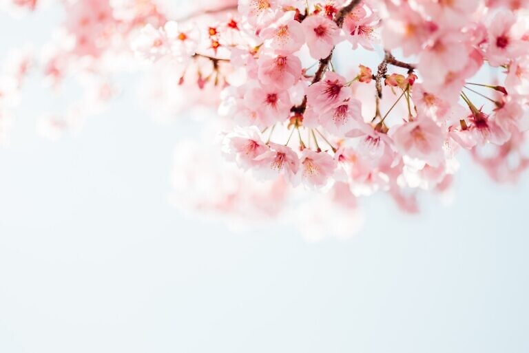 pink cherry blossom in close up photography