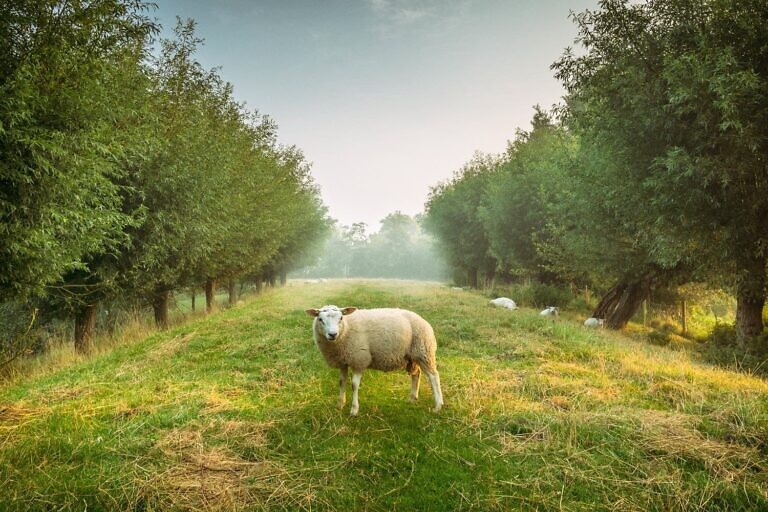 sheep standing between trees