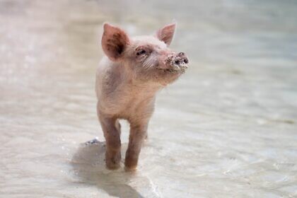 Gut gemacht, Schwein!