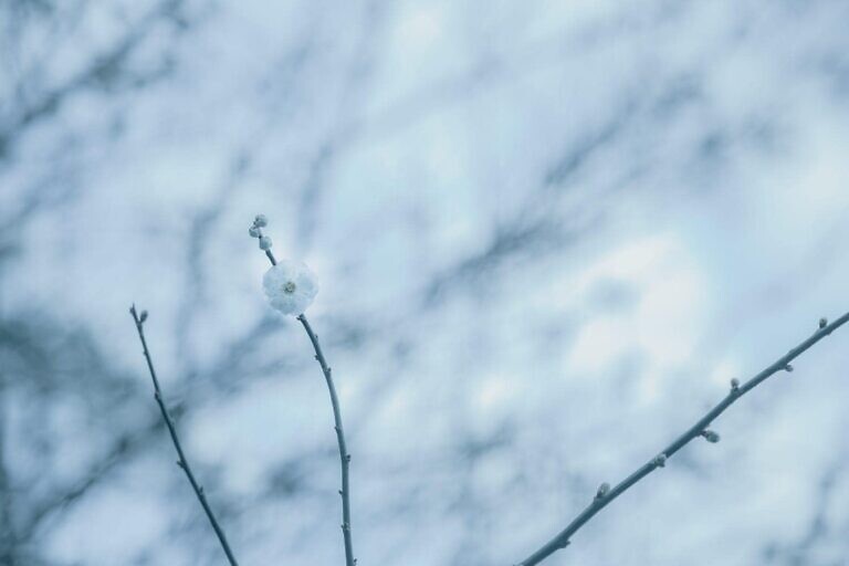 white bird on black wire during daytime