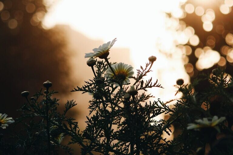 green plant with white bird