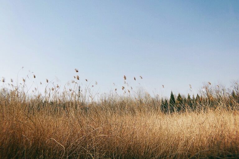 brown grass field under blue sky during daytime