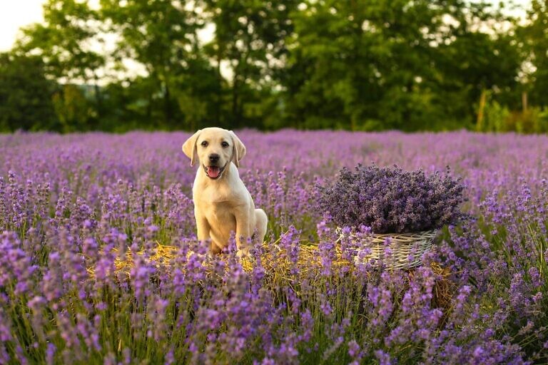 yellow labrador retriever puppy on purple flower field during daytime