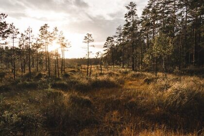 Jede Nacht in Schweden