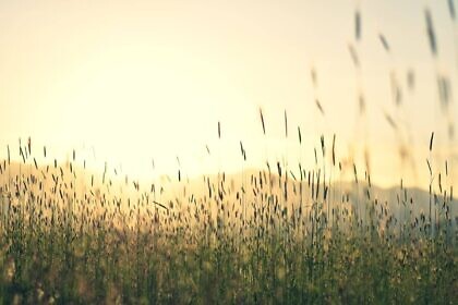 Staat – Freund oder Gegner?