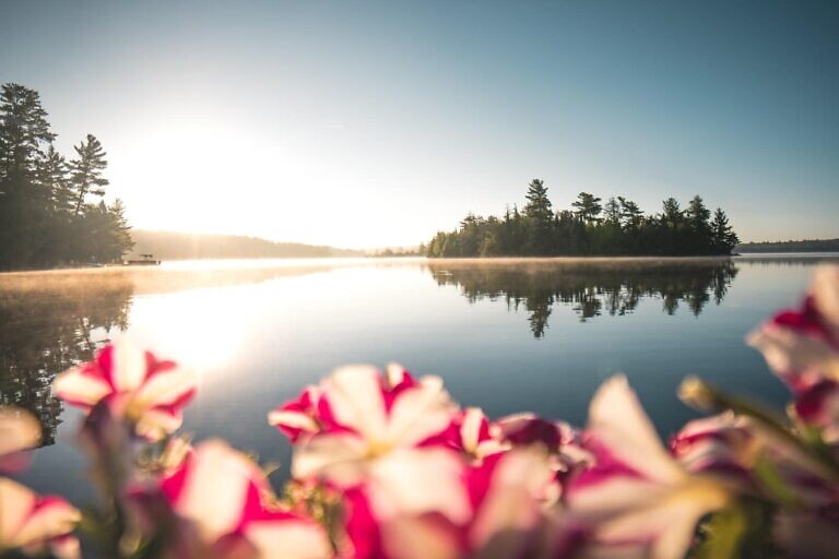 pink and white flowers near lake during daytime