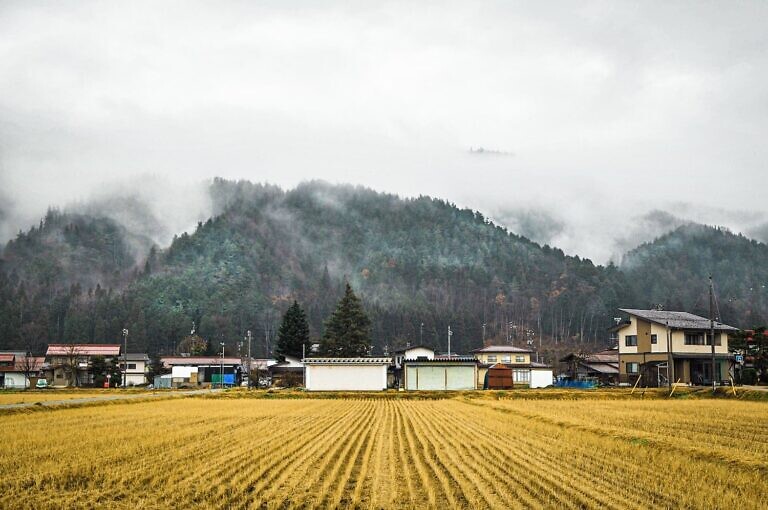 rice field near houses and mountain