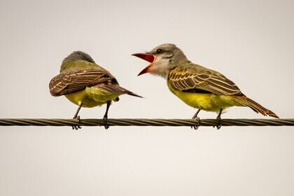 Gleichschaltung zur Klimapanik