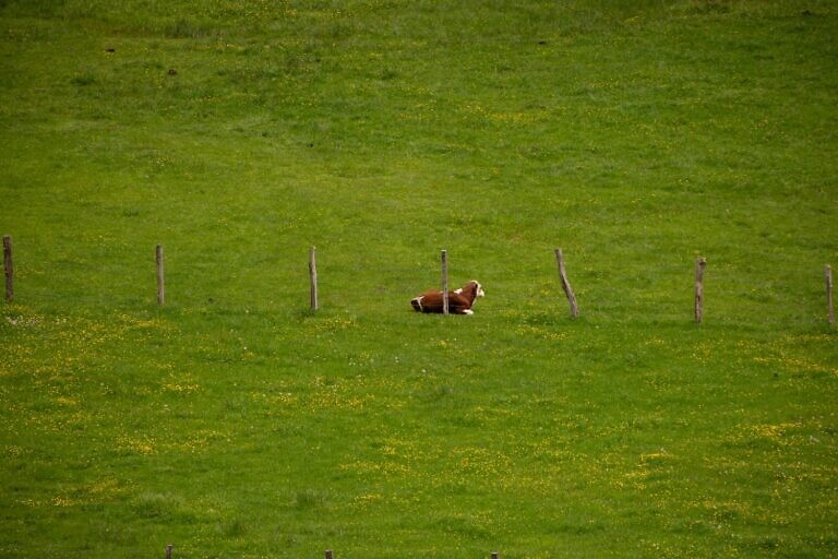 short-coated brown and white dog on green open field