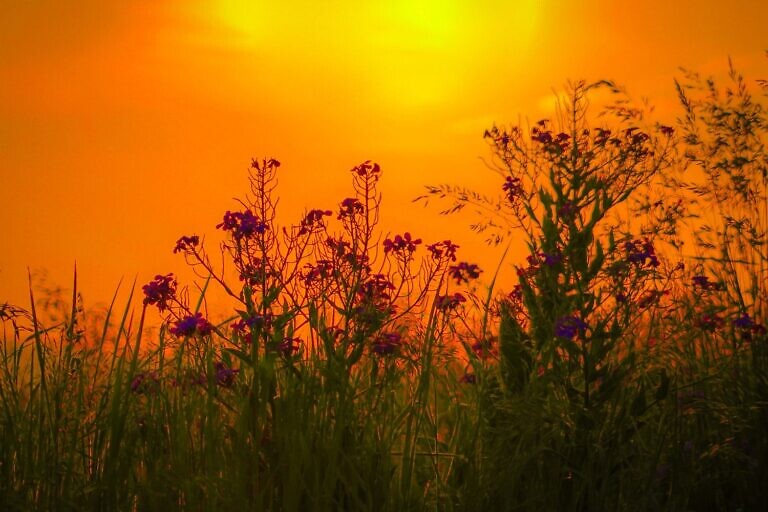 green grass field during sunset