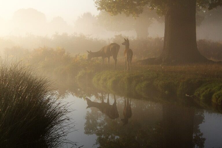 brown animal near body of water