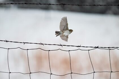 Weil mich niemand das Fliegen lehrte