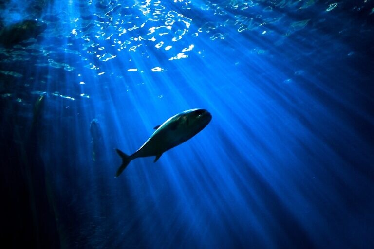 fish under body of water