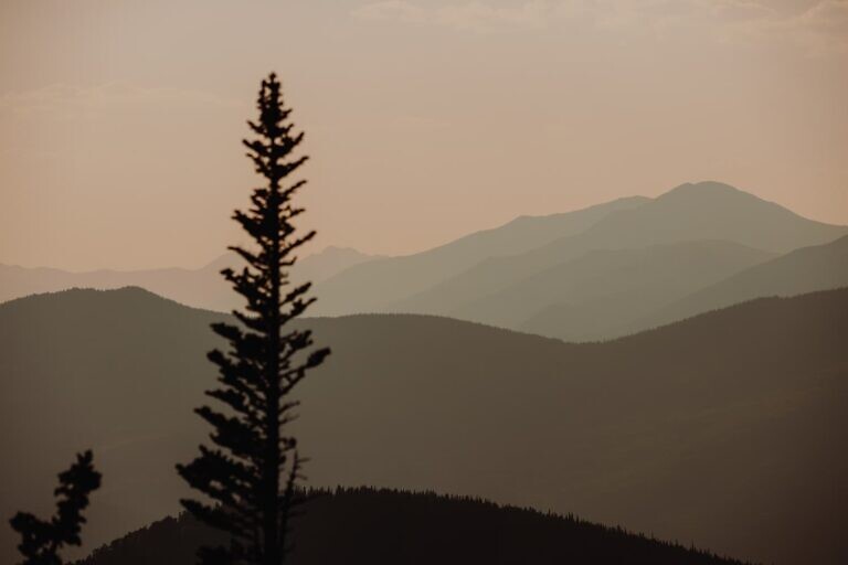 green pine tree on mountain during daytime