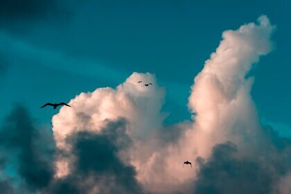 Der Vogel(an)schlag