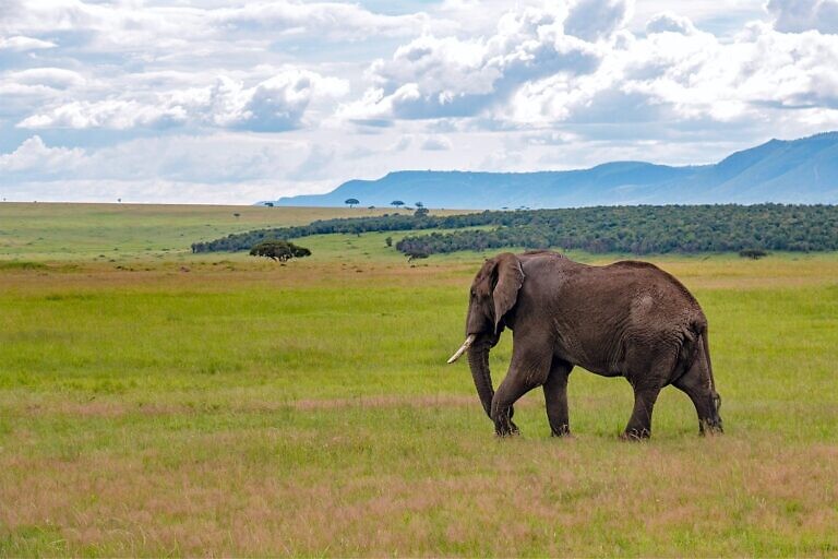 elephant on green grass field during daytime